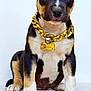 puppy, dog, black, tan, white, sitting, collar, gold_chain, bone_tag, pet, cute, young, animal, domestic_animal, fur, paw, portrait, studio, isolated, looking