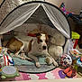 Routka participe au concours pour gagner de l'argent avec cette photo : dog, tent, stuffed_animal, toy_ball, children_toys, playmat, indoor, floor, slippers, plastic_toy, childrens_room, pet, resting, brown_and_white_dog, stuffed_bear, play_area, cushion, colorful, home, relaxed