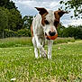 Routka a rejoint le concours — aidez-le/la à gagner de superbes lots ! animal, ball, brown, canine, cloudy_sky, daytime, dog, ears, field, grass, greenery, mouth, nature, outdoor, park, pet, playing, toy, walk, white