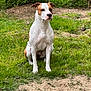 animal, boxer, bulldog, canine, dog, field, grass, grassland, hound, lawn, nature, outdoors, pet, plant, puppy, rock, soil, tree, vegetation, yard