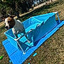 dog, pool, blue_pool, water, grass, outdoor, sunny, tree, damage, tearing, foam_mat, pet, animal, summer, daylight, ear_up, house, wet, leak, lawn