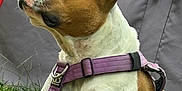 Routka a rejoint le concours — aidez-le/la à gagner de superbes lots ! dog, canine, pet, animal, grass, purple_harness, outdoor, fence, chain_link_fence, side_view, muzzle, ears, white_fur, brown_fur, collar, resting, calm, background, fabric, close_up