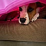 Routka a rejoint le concours — aidez-le/la à gagner de superbes lots ! dog, pet, blanket, couch, resting, indoor, cozy, brown, white, pink, paw, face, snug, curious, animal, fur, napping, relaxed, home, comfort