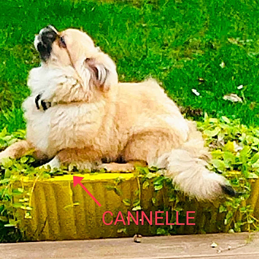 Cannelle
