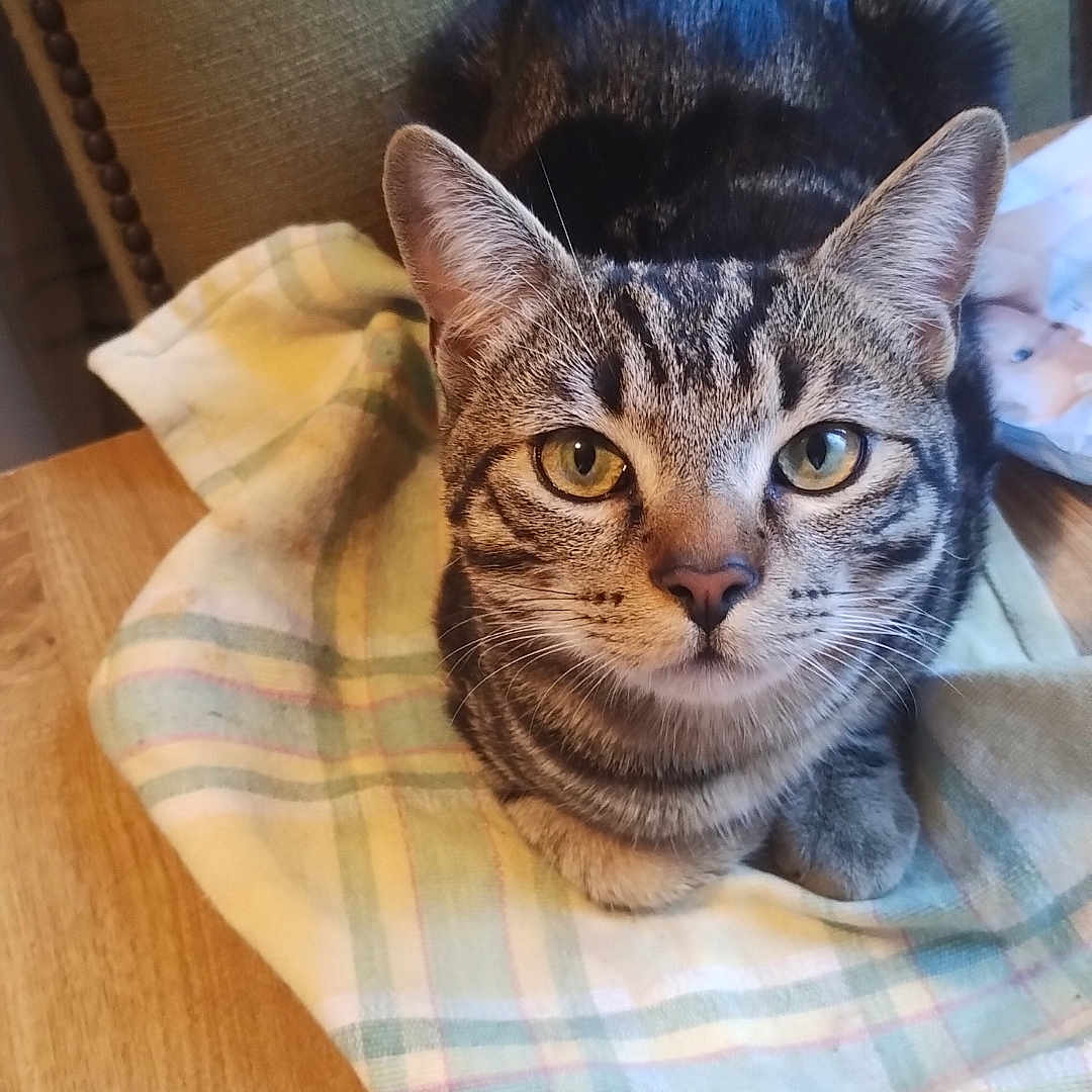 Silas a rejoint le concours — aidez-le/la à gagner de superbes lots ! animal, cat, chair, closeup, cloth, curious, domestic, ears, eyes, face, furniture, indoor, pet, plaid, resting, scissors, tabby, table, whiskers, wood