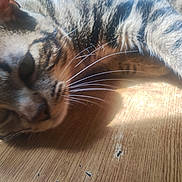 Silas participe au concours pour gagner de l'argent avec cette photo : cat, tabby, whiskers, close_up, floor, wooden_floor, sunlight, shadow, pet, animal, feline, laying_down, fur, indoor, relaxed, home, natural_light, texture, brown, striped