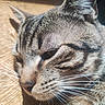 Silas a rejoint le concours — aidez-le/la à gagner de superbes lots ! cat, tabby, close_up, whiskers, fur, sunlight, shadow, wooden_floor, pet, animal, domestic_cat, face, ears, nose, sleepy, relaxed, mammal, indoor, portrait, feline