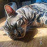 Silas a rejoint le concours — aidez-le/la à gagner de superbes lots ! cat, tabby_cat, pet, animal, feline, whiskers, ear, fur, sleepy, relaxed, sunlight, shadow, wooden_floor, indoor, close_up, striped, lying_down, domestic_animal, cute, resting