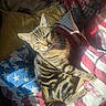 tabby_cat, cat, pet, animal, striped_fur, bed, bedding, pillow, american_flag, stars, stripes, sunlight, indoor, cozy, relaxed, feline, whiskers, sleepy, comfort, resting