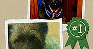 Shaggy is registered to the contest to win money with this photo: animal, award_ribbon, black_dog, blanket, blue_clothing, canine, collar, cute, decoration, dog, fabric, fur, indoor, number_one, painting, pet, photo_collage, portrait, resting, wooden_doorway
