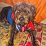 dog, pet, indoor, carpet, orange_background, colorful_clothing, flash, glowing_eyes, furry, scruffy, animal, lying_down, toy, red_bandana, blue_jacket, brown, black, medium_sized, close_up, portrait