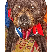 Shaggy is registered to the contest to win money with this photo: animal, brown_fur, carpet, close_up, colorful, companion, cute, decorative, dog, domestic_animal, friendly, furry, harness, heart_drawing, indoor, mammal, pet, playful, portrait, red_bandana