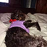 animal, bed, black_fur, canine, cozy, curtains, dog, flash, furniture, glowing_eyes, indoor, lying_down, pet, pillow, purple_shirt, quilt, red_scarf, relaxing, window, wood_paneling