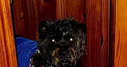 Shaggy joined the competition — help win amazing prizes! dog, black_dog, pet, wooden_door, doorway, blue_jacket, red_harness, carpet, indoor, flash, glowing_eyes, canine, fur, animal, house, home_interior, curious, standing, close_up, portrait