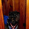 animal, black_dog, blue_jacket, canine, carpet, close_up, curious, dog, doorway, flash, fur, glowing_eyes, home_interior, house, indoor, pet, portrait, red_harness, standing, wooden_door