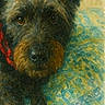 animal, bedspread, black, brown, close_up, companion, cozy, curly_fur, cute, dog, domestic, furry, indoor, pattern, pet, portrait, red_collar, relaxed, resting, warm_lighting