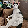 cat, black_and_white, armchair, indoor, pet, feline, carpet, side_table, picture_frame, dog_photos, wireless_charger, collar, window, curtains, living_room, furniture, relaxed, pose, domestic_animal, cozy