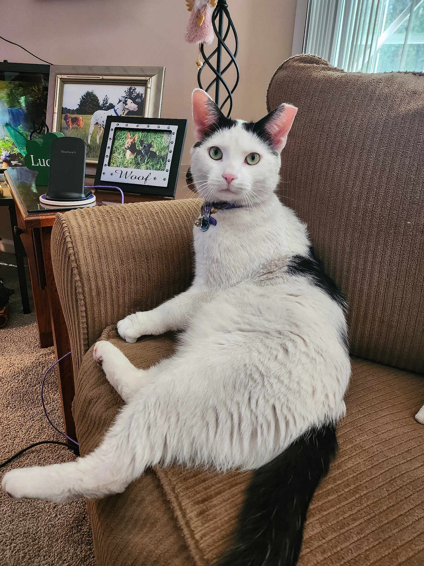 Bandit is registered to the contest to win money with this photo: cat, black_and_white, armchair, indoor, pet, feline, carpet, side_table, picture_frame, dog_photos, wireless_charger, collar, window, curtains, living_room, furniture, relaxed, pose, domestic_animal, cozy