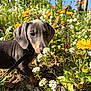 animal, closeup, colorful, cute, dog, flora, flower, garden, greenery, leaves, nature, outdoor, pet, plants, puppy, sniffing, spring, summer, sunlight, young_dog