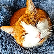 Caramel a rejoint le concours — aidez-le/la à gagner de superbes lots ! animal, cat, close_up, cozy, cute, domestic_animal, ears, feline, fluffy_bed, indoor, nose, orange_cat, pet, relaxed, resting, sleepy, soft_texture, warm, whiskers, white_cat