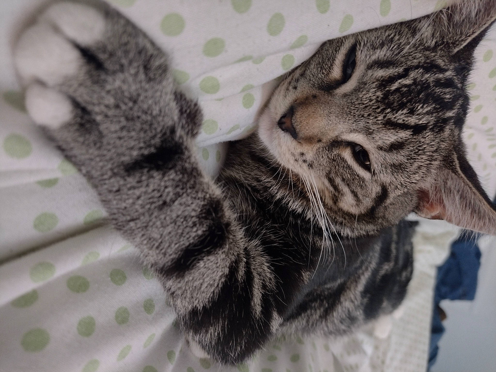 Tiger is registered to the contest to win money with this photo: carnivore, cat, claw, close_up, domestic_short_haired_cat, eye, felidae, fur, grey, pattern, paw, small_to_medium_sized_cats, snout, tail, terrestrial_animal, whiskers, wildlife