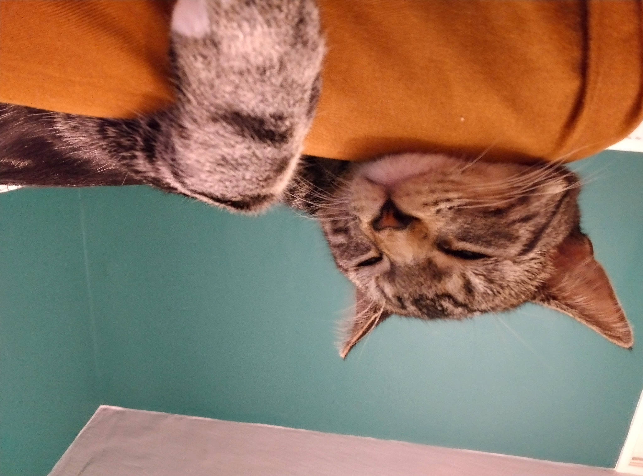 Tiger is registered to the contest to win money with this photo: brown, carnivore, cat, claw, comfort, domestic_short_haired_cat, fawn, felidae, fur, gesture, human_leg, small_to_medium_sized_cats, tail, whiskers, wood