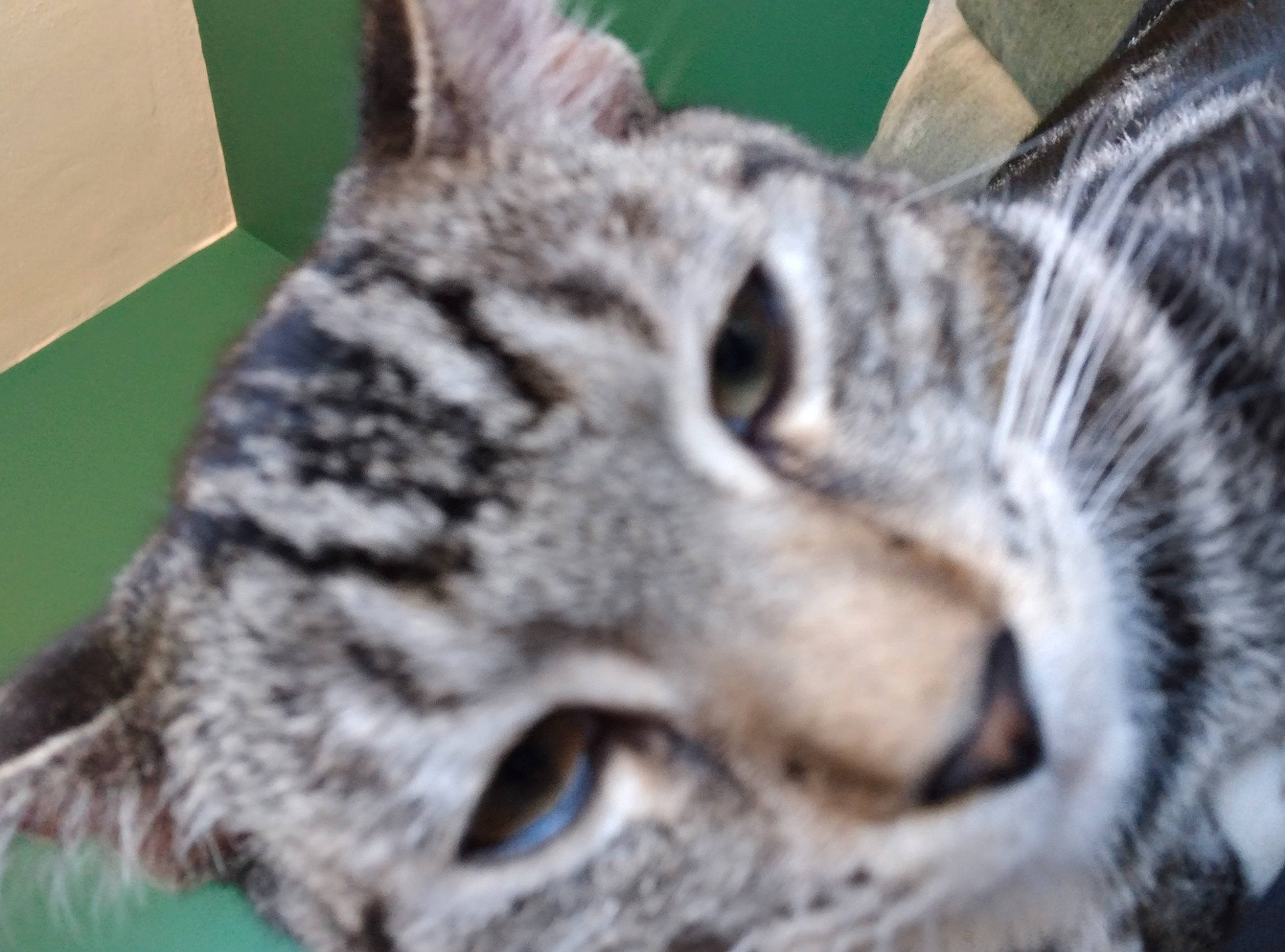 Tiger joined the competition — help win amazing prizes! carnivore, cat, close_up, domestic_short_haired_cat, felidae, fur, lynx, photography, small_to_medium_sized_cats, snout, terrestrial_animal, whiskers, wildlife