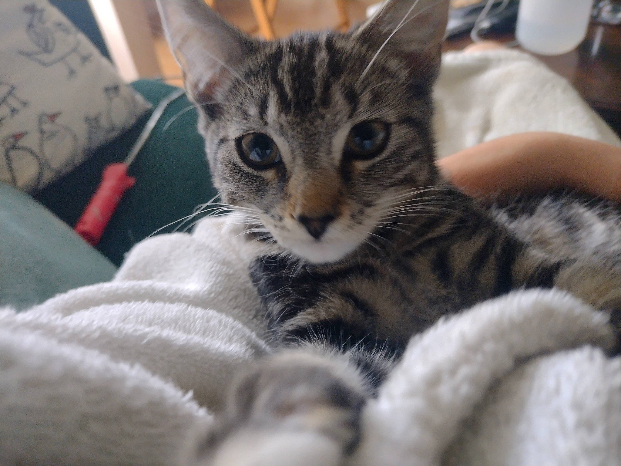 Tiger is registered to the contest to win money with this photo: bed, carnivore, cat, cat_supply, claw, comfort, domestic_short_haired_cat, felidae, fur, paw, plate, serveware, small_to_medium_sized_cats, snout, tableware, whiskers