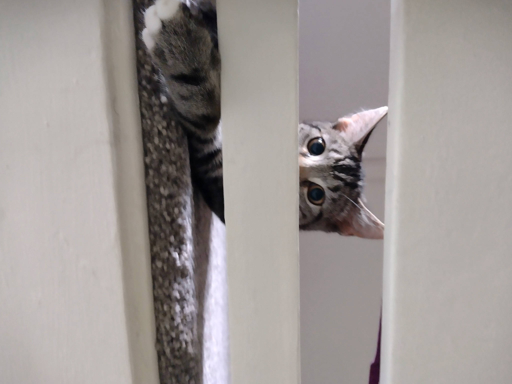 Tiger joined the competition — help win amazing prizes! carnivore, cat, domestic_short_haired_cat, door, felidae, fur, grey, metal, monochrome, monochrome_photography, room, small_to_medium_sized_cats, snout, tail, terrestrial_animal, whiskers, wildlife, window, wood