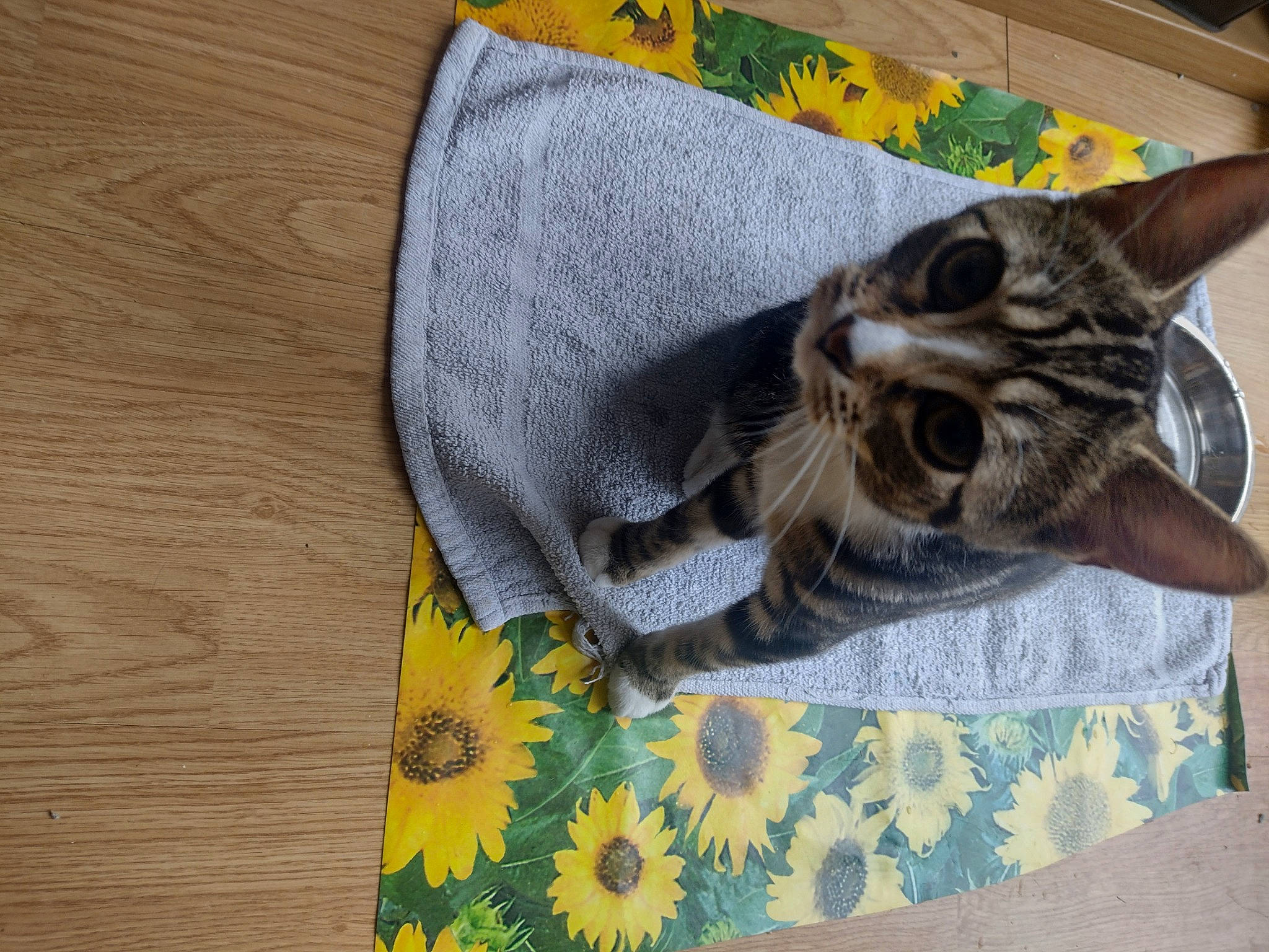 Lucinda joined the competition — help win amazing prizes! baby_toddler_clothing, bag, button, carnivore, cat, cat_supply, domestic_short_haired_cat, felidae, fur, grey, hardwood, linens, pattern, plant, quilt, sleeve, small_to_medium_sized_cats, tail, whiskers, wood