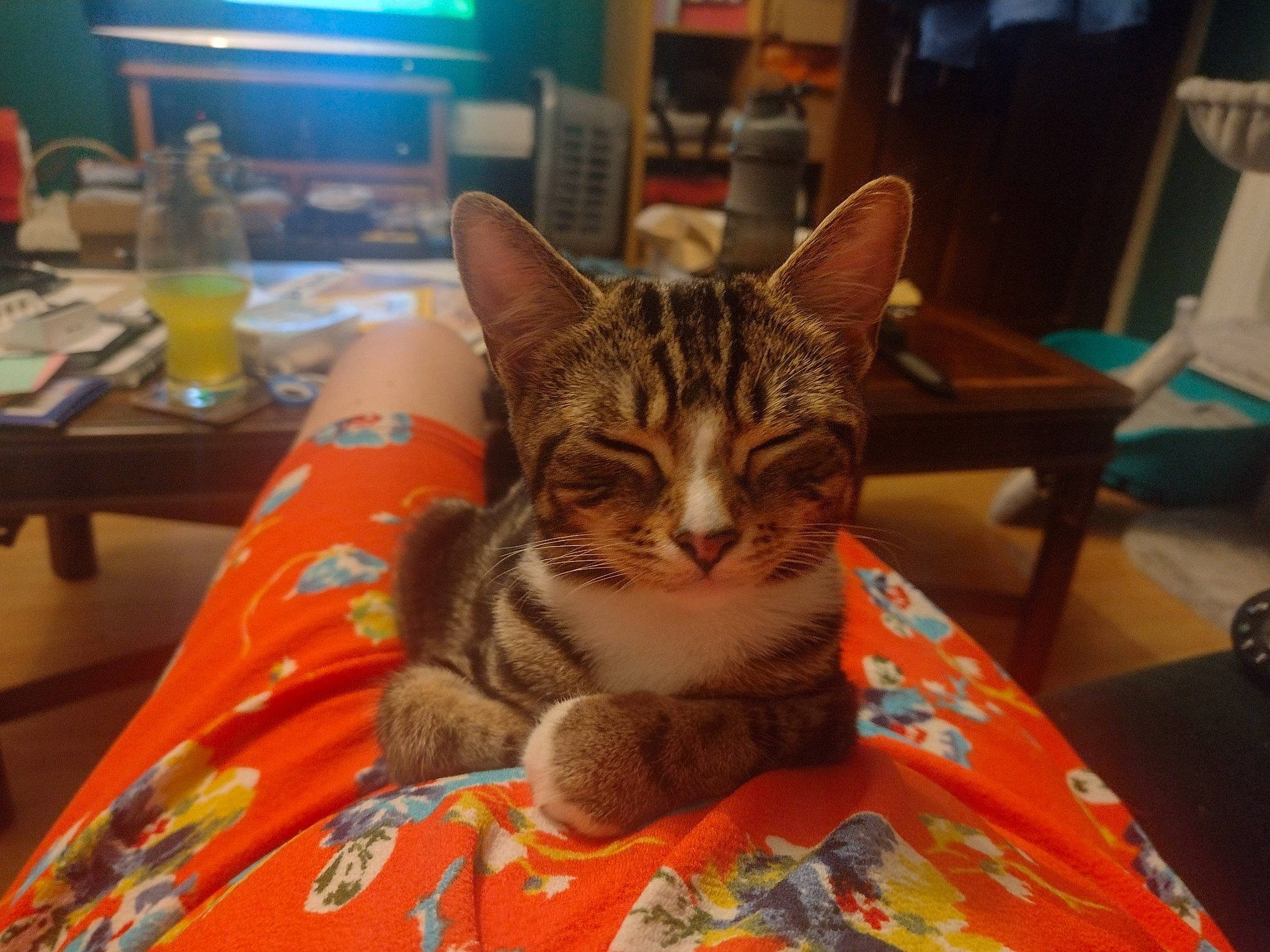 Lucinda joined the competition — help win amazing prizes! bottle, carnivore, cat, chair, comfort, desk, domestic_short_haired_cat, felidae, flooring, fur, houseplant, linens, paw, room, sitting, small_to_medium_sized_cats, table, television, tree, whiskers