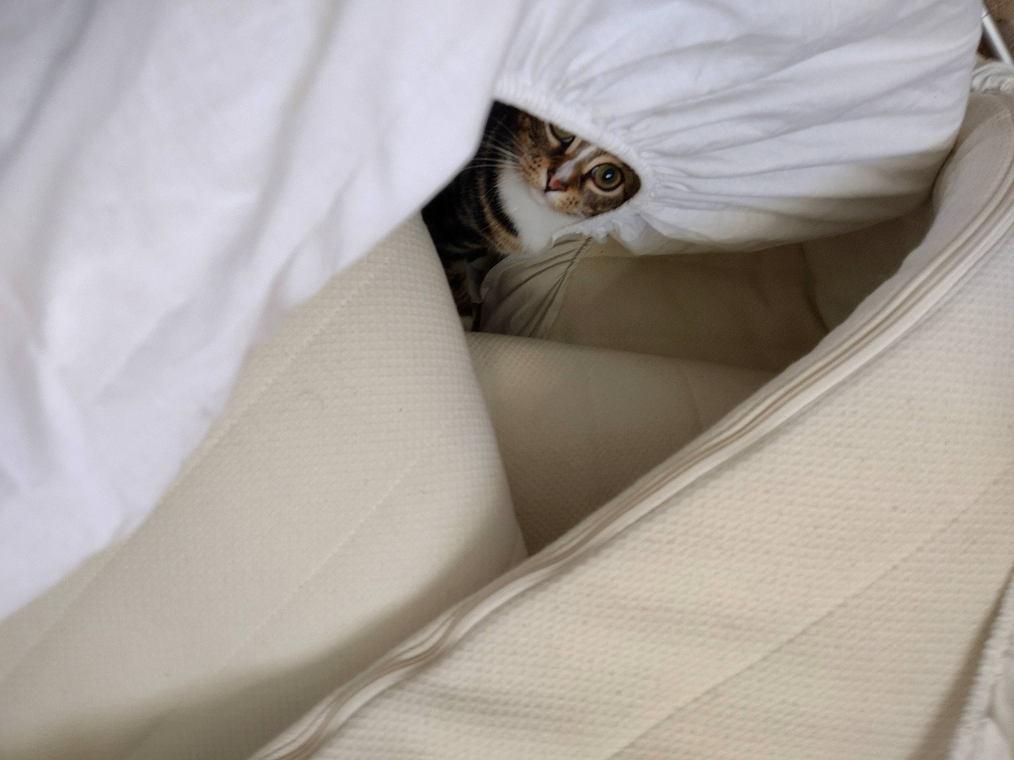 Lucinda is registered to the contest to win money with this photo: carnivore, cat, comfort, couch, curtain, domestic_short_haired_cat, fawn, felidae, fur, grey, human_leg, linens, paw, sleeve, small_to_medium_sized_cats, tail, terrestrial_animal, whiskers