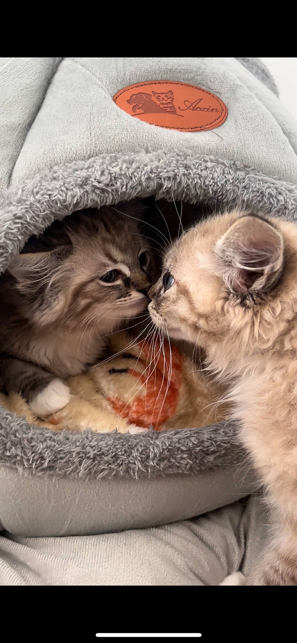 Ana joined the competition — help win amazing prizes! carnivore, cat, cat_bed, cat_supply, claw, comfort, domestic_short_haired_cat, fang, fawn, felidae, fur, gesture, mammal, nap, paw, small_to_medium_sized_cats, snout, terrestrial_animal, vertebrate, whiskers