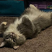 London joined the competition — help win amazing prizes! cat, fluffy, gray, white, carpet, pet, indoor, cute, lying_down, relaxed, paw, feline, animal, whiskers, ears, fur, home, curious, domestic, resting
