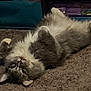 cat, fluffy, gray, white, carpet, pet, indoor, cute, lying_down, relaxed, paw, feline, animal, whiskers, ears, fur, home, curious, domestic, resting