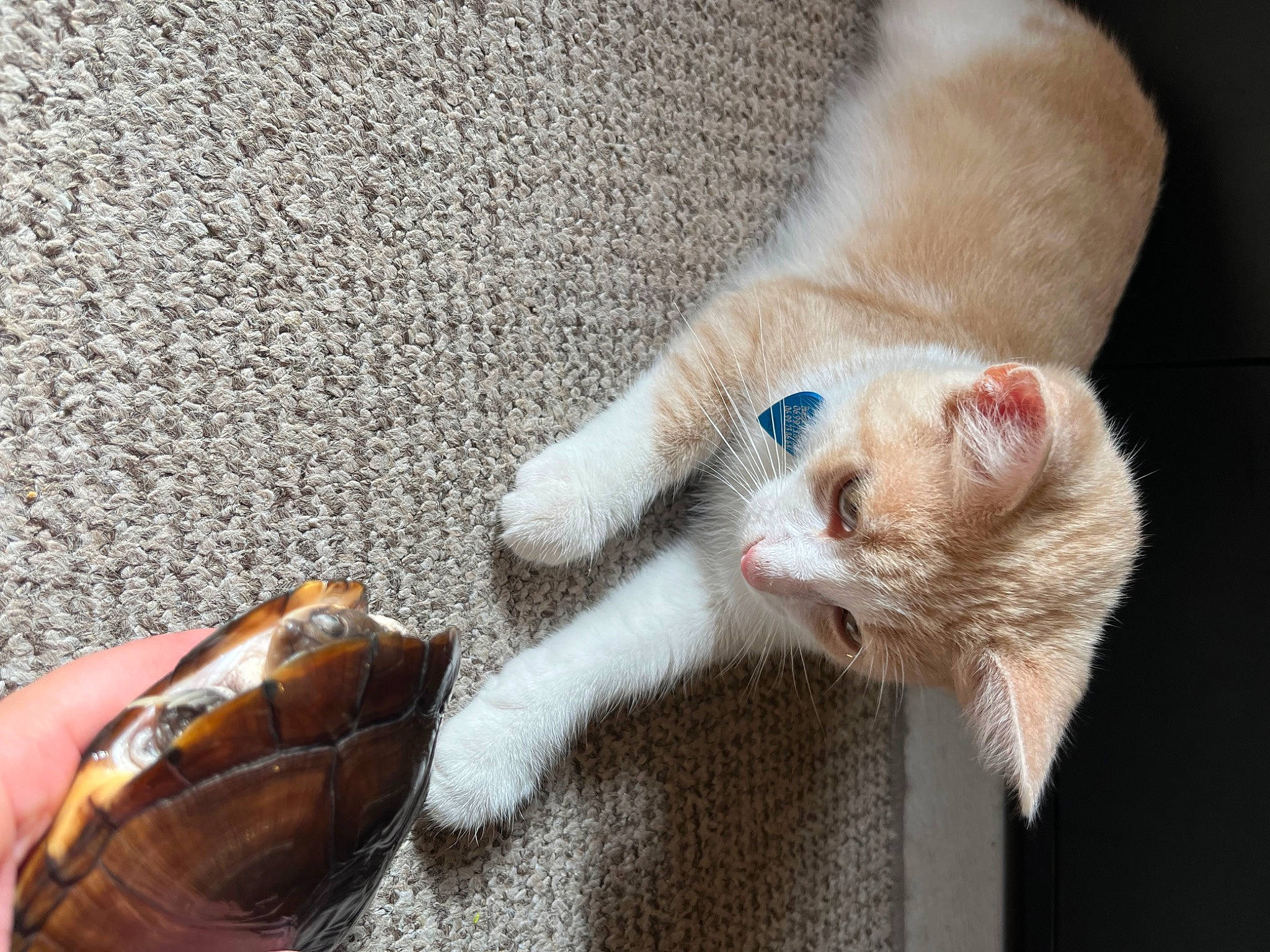 Hilo a rejoint le concours — aidez-le/la à gagner de superbes lots ! carnivore, cat, claw, comfort, domestic_short_haired_cat, eyewear, fawn, felidae, foot, fur, gesture, human_leg, insect, nail, paw, shellfish, small_to_medium_sized_cats, tail, whiskers