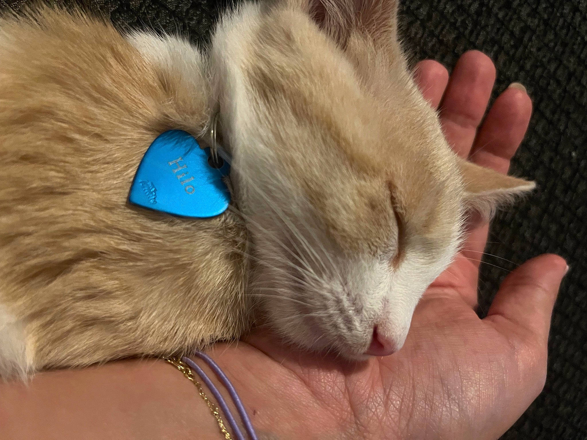 Hilo participe au concours pour gagner de l'argent avec cette photo : carnivore, cat, claw, comfort, domestic_short_haired_cat, ear, eye, fawn, felidae, finger, fur, gesture, iris, nail, nap, paw, small_to_medium_sized_cats, snout, tail, whiskers