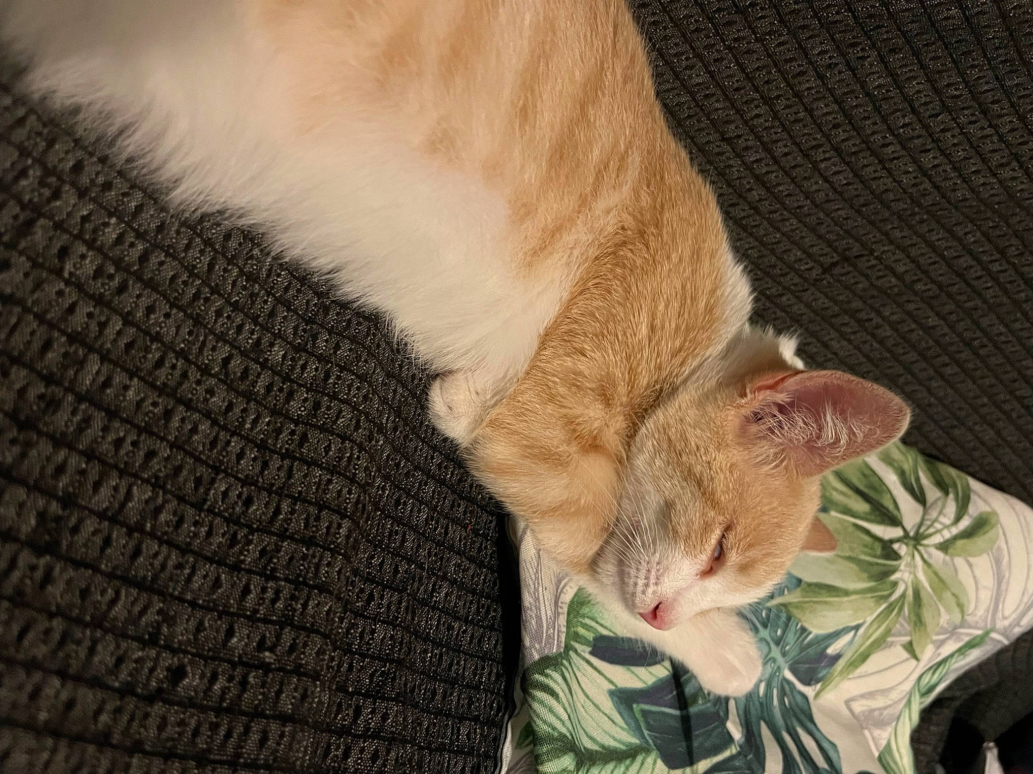 Hilo participe au concours pour gagner de l'argent avec cette photo : carnivore, cat, claw, comfort, domestic_short_haired_cat, ear, fawn, felidae, fur, human_leg, mammal, nap, paw, small_to_medium_sized_cats, snout, tail, terrestrial_animal, whiskers, wildlife, wood