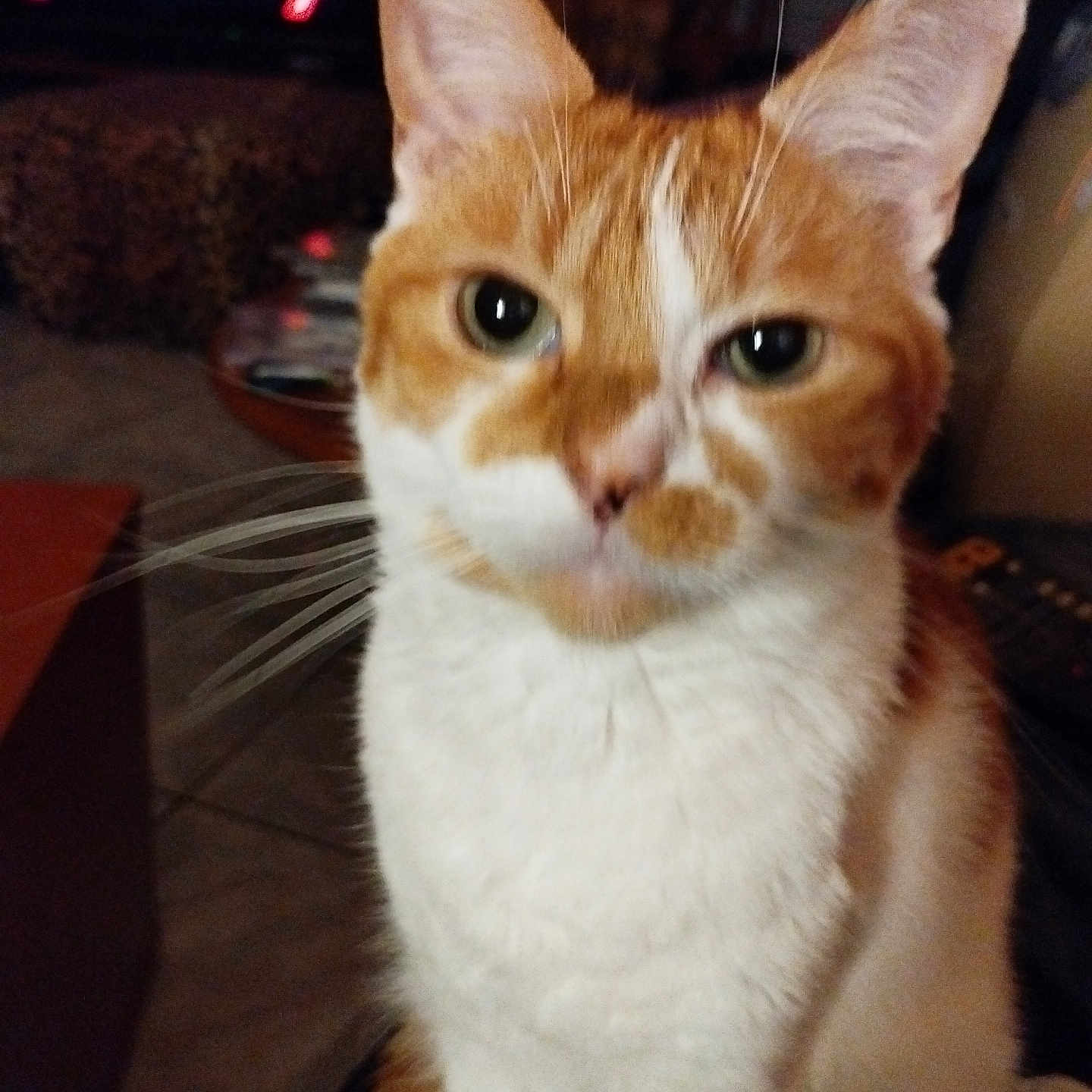 Roucky a rejoint le concours — aidez-le/la à gagner de superbes lots ! animal, background, blurred, cat, close_up, couch, cozy, domestic, ears, feline, floor, furniture, ginger_cat, home, indoor, pet, remote_control, table, whiskers, white_fur