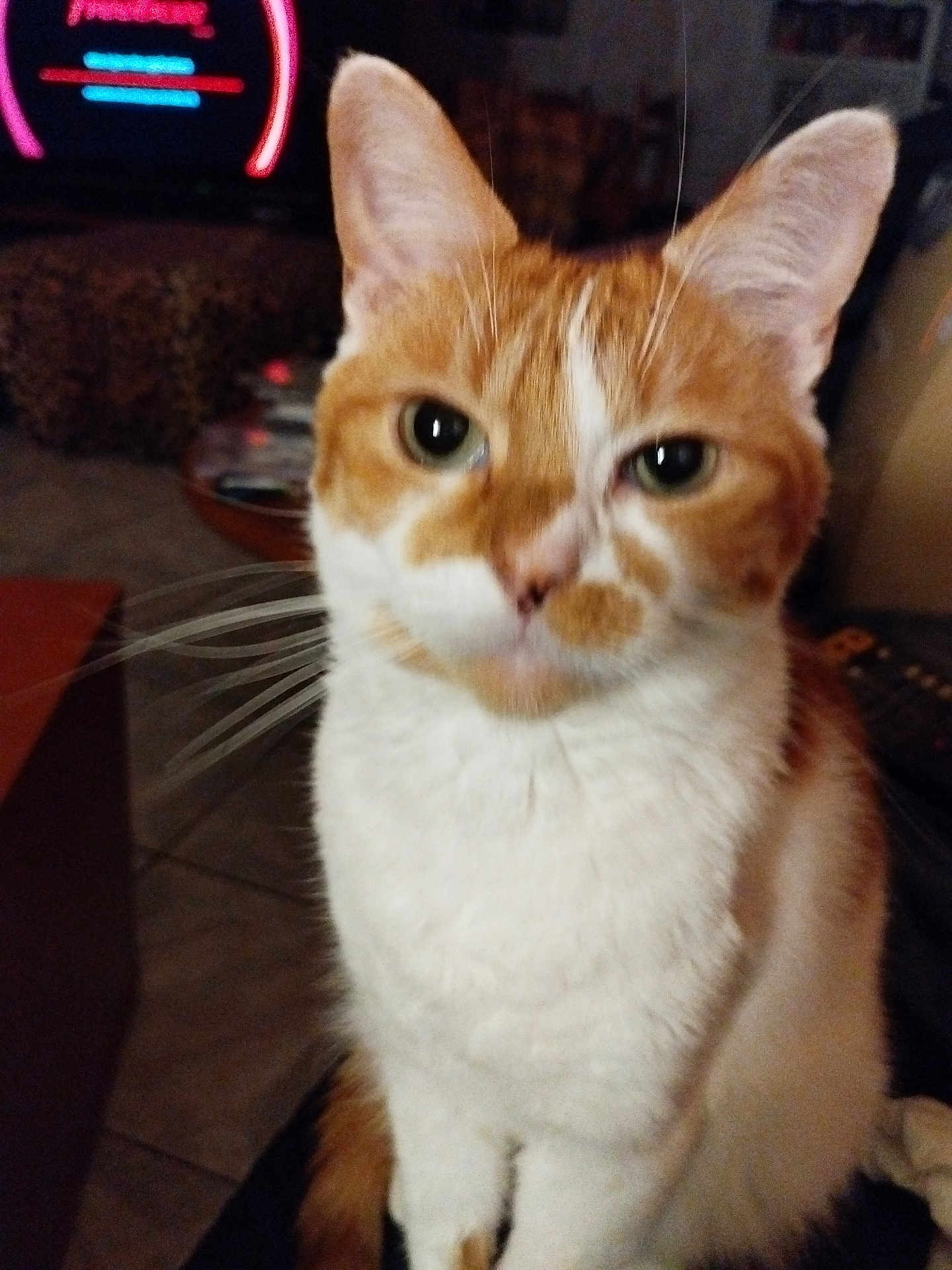 Roucky a rejoint le concours — aidez-le/la à gagner de superbes lots ! cat, indoor, close_up, ginger_cat, white_fur, whiskers, ears, pet, animal, feline, home, cozy, blurred, floor, furniture, table, remote_control, couch, background, domestic