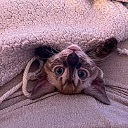 Abyss a rejoint le concours — aidez-le/la à gagner de superbes lots ! kitten, cat, blanket, cozy, cute, indoor, pet, fur, whiskers, paws, face, ears, upside_down, texture, soft, closeup, curious, resting, rope, warm