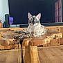 cat, blue_eyes, wooden_table, living_room, television, furniture, wood_floor, pink_blanket, domestic_cat, pet, indoor, relaxed, animal, mammal, tabletop, curtains, electronics, decor, resting, household