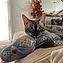 cat, indoor, pillow, decorative, blue, gold, fabric, animal, pet, cozy, couch, furniture, relaxed, closeup, face, eyes, soft, light, home, resting