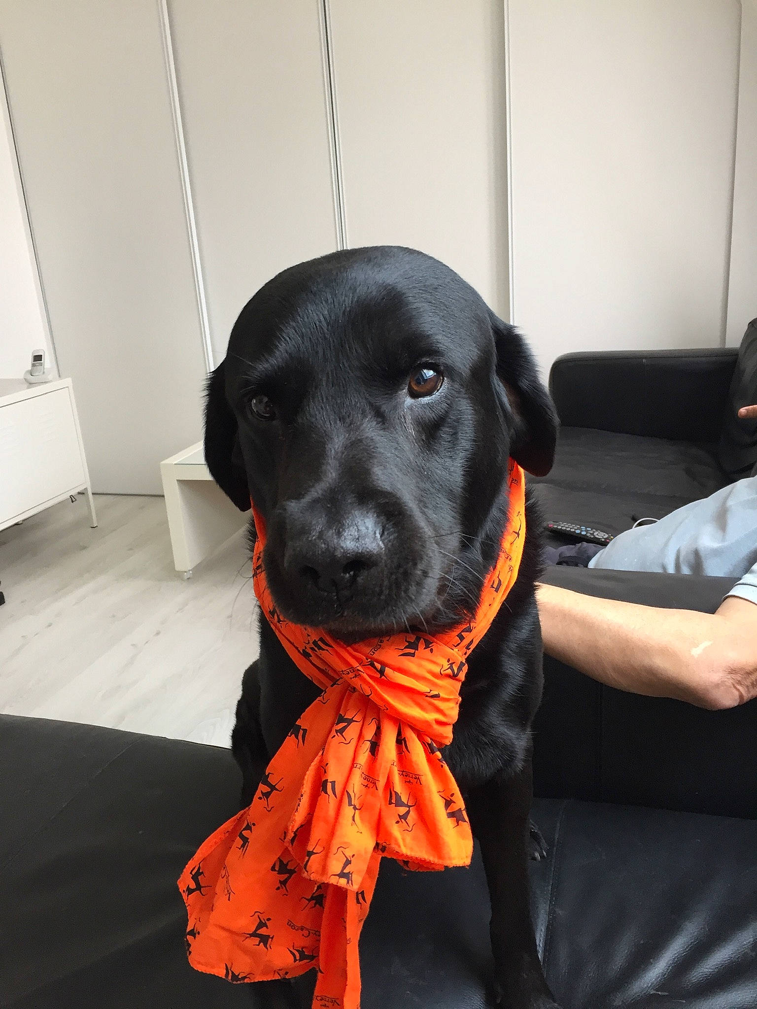 Hubert a rejoint le concours — aidez-le/la à gagner de superbes lots ! canidae, carnivore, chair, collar, comfort, companion_dog, dog, dog_breed, dog_collar, dog_supply, flooring, fur, hat, leash, liver, personal_protective_equipment, pet_supply, snout, sporting_group, working_animal