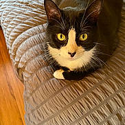 Domino joined the competition — help win amazing prizes! cat, tuxedo_cat, pet, indoor, bedspread, green_eyes, whiskers, closeup, portrait, looking_at_camera, curled_paws, cozy, fur, ears, nose, wooden_floor, texture, domestic_animal, cute, relaxed