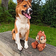 Bonny a rejoint le concours — aidez-le/la à gagner de superbes lots ! brown_fur, canine, daylight, dog, garden, grass, greenery, open_mouth, outdoor, owl_toy, pet, plush_toy, pointy_ears, portrait, sitting, smiling, tongue, tree, white_chest, wooden_bench