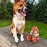 brown_fur, canine, daylight, dog, garden, grass, greenery, open_mouth, outdoor, owl_toy, pet, plush_toy, pointy_ears, portrait, sitting, smiling, tongue, tree, white_chest, wooden_bench