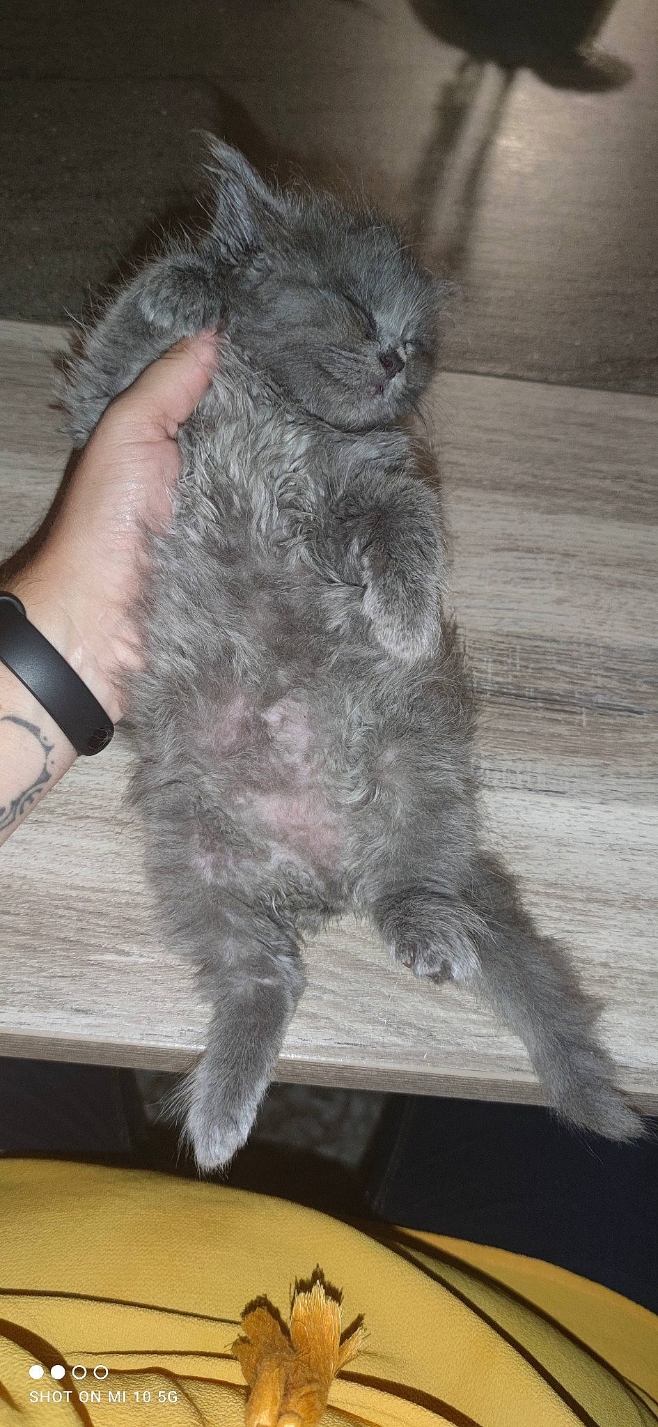 Cookies participe au concours pour gagner de l'argent avec cette photo : black_cat, carnivore, cat, claw, comfort, domestic_short_haired_cat, felidae, flooring, foot, fur, gesture, grey, hardwood, human_leg, paw, small_to_medium_sized_cats, tail, watch, whiskers, wood