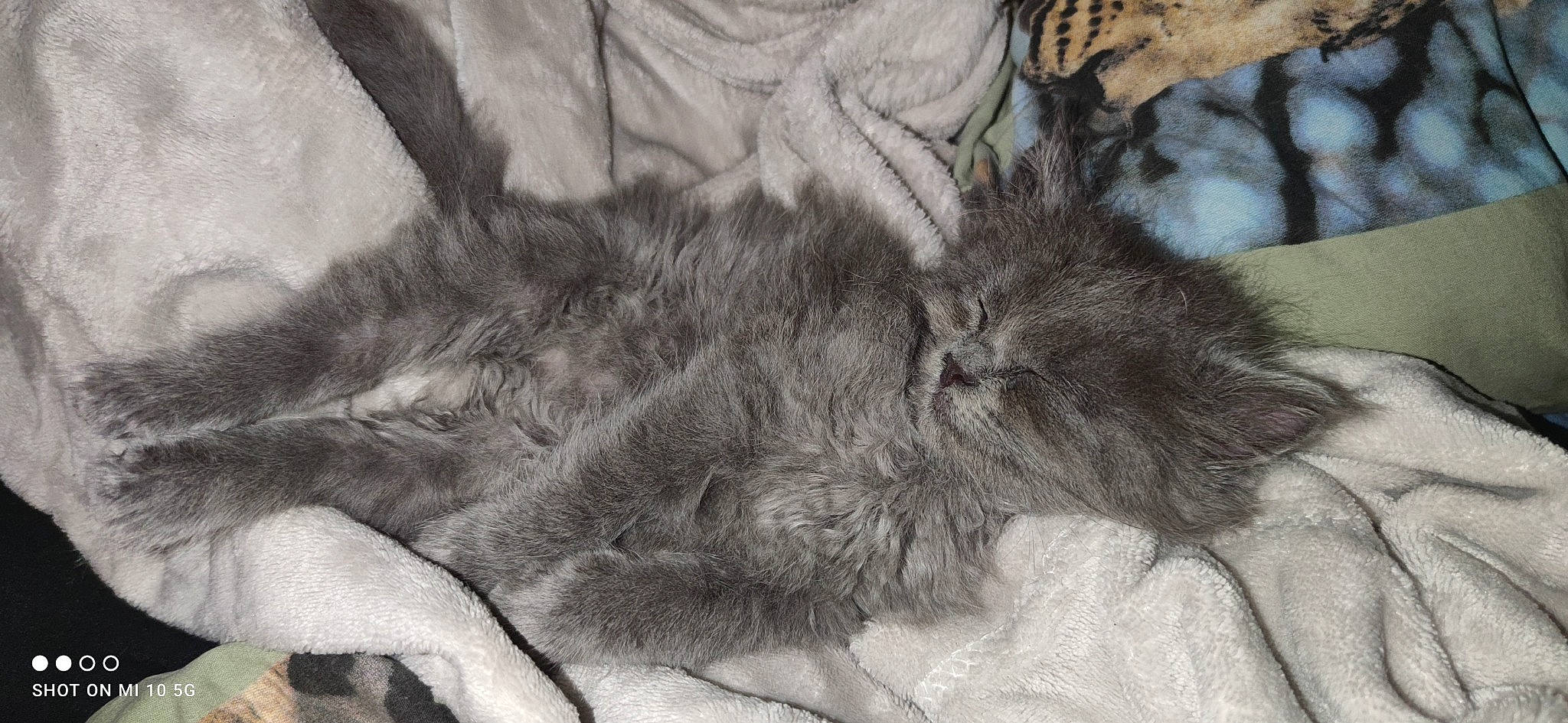 Cookies a rejoint le concours — aidez-le/la à gagner de superbes lots ! art, carnivore, cat, claw, domestic_short_haired_cat, drawing, feather, felidae, fur, gesture, grey, human_leg, mammal, monochrome, monochrome_photography, paw, small_to_medium_sized_cats, snout, tail, whiskers