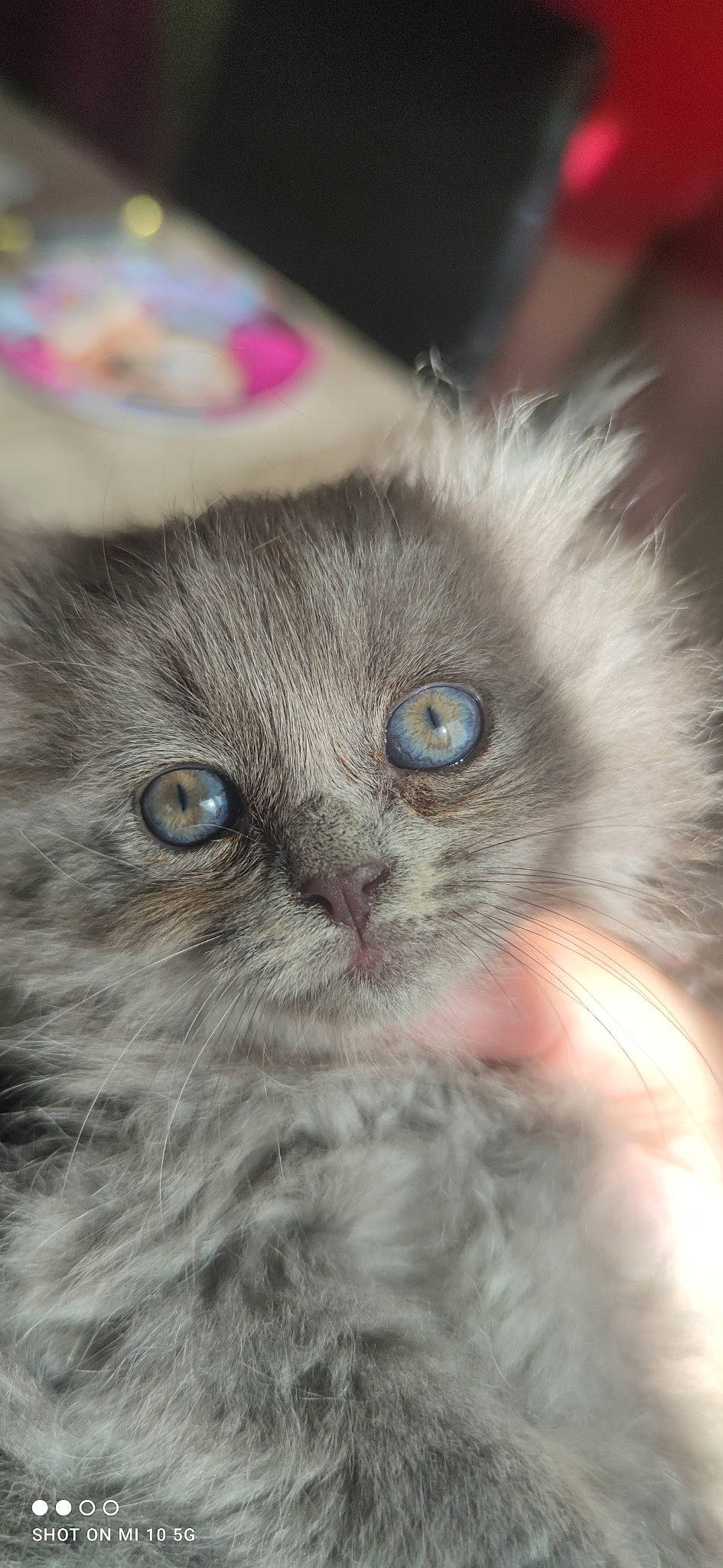 Cookies participe au concours pour gagner de l'argent avec cette photo : british_longhair, carnivore, cat, chair, claw, domestic_short_haired_cat, electric_blue, eye, fawn, felidae, fruit, fur, plant, small_to_medium_sized_cats, whiskers